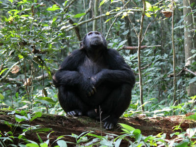 Chimpanse og skov i Tanzania