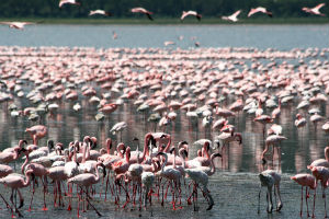 Flamingo i tanzania
