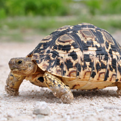 Leopard skildpadde - the small five