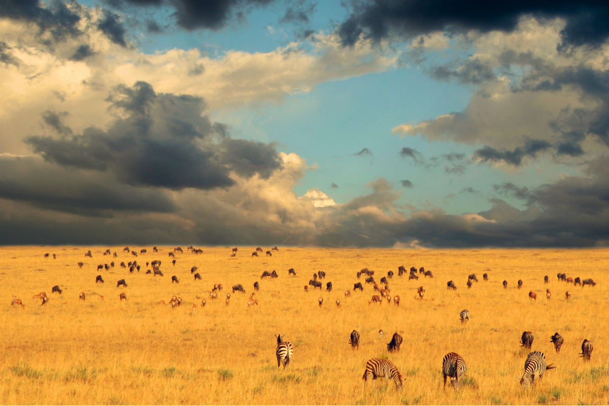 Serengeti safari i Tanzania