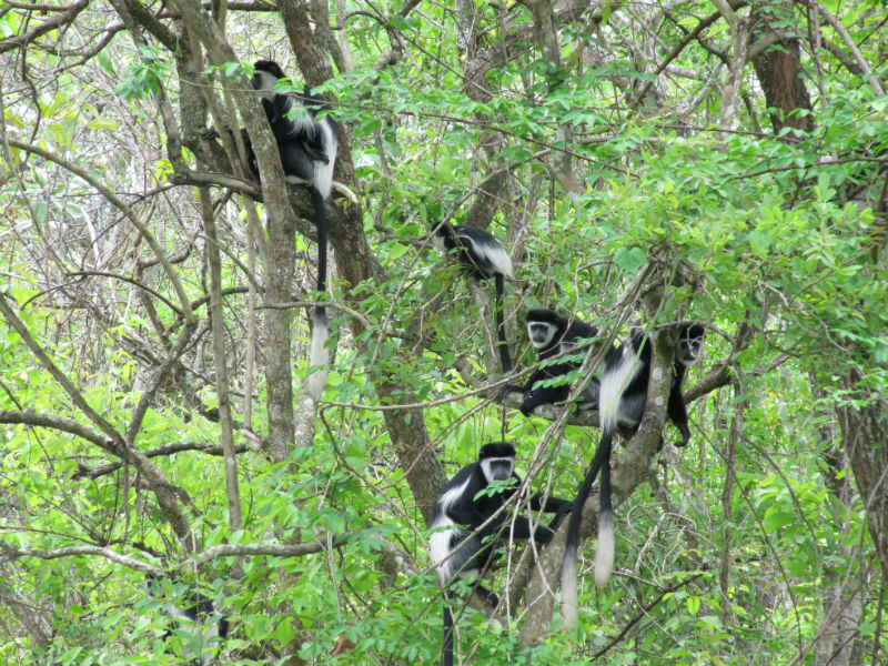 Colobuses aber i træerne på zanzibar