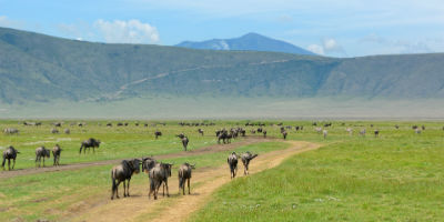 Gnuer i Ngorongoro