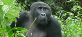 Bwindi skoven med gorilla i Uganda