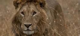 Løve på savannen i Tanzania