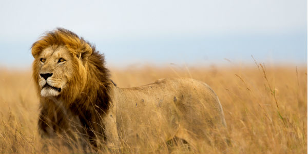 Løve på Serengeti sletten