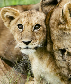 Løveunge med mor