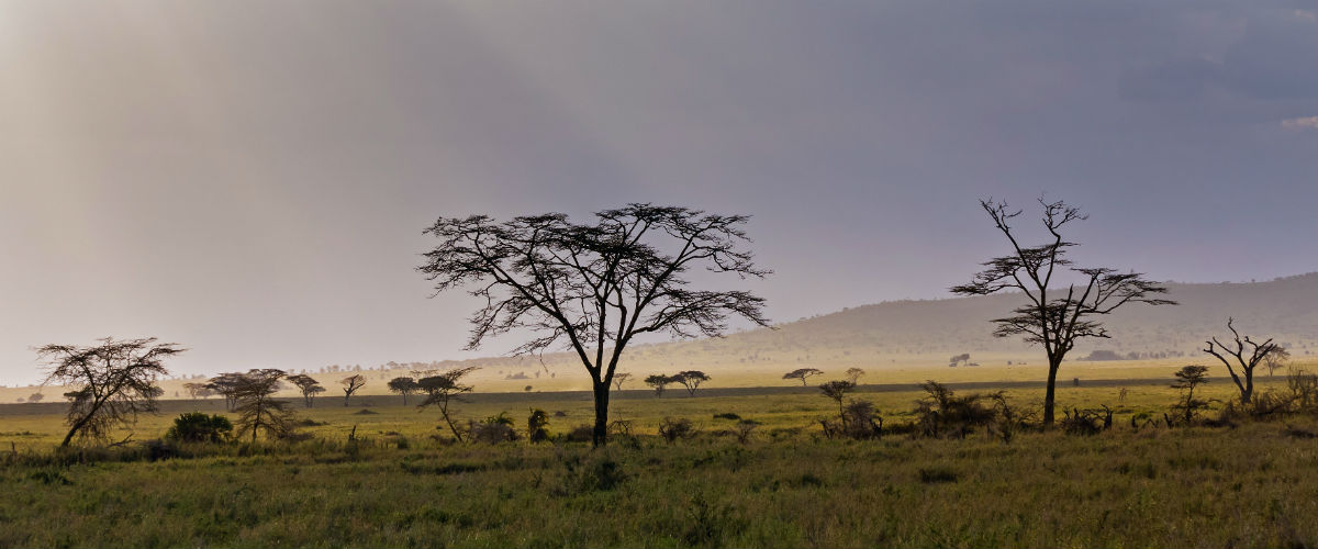 Serengeti nationapark udsigt