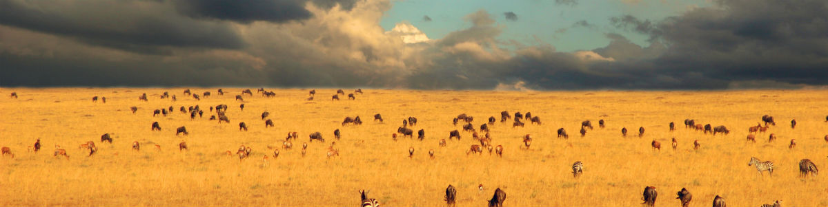 Serengeti sletten i Tanzania