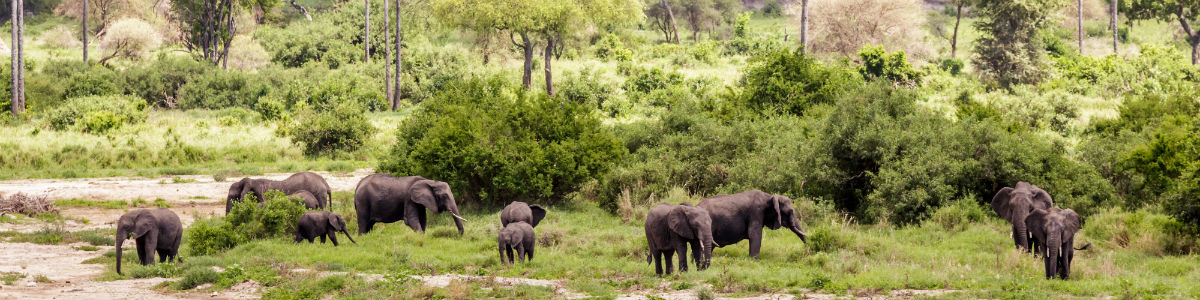Elefanter i Tarangire