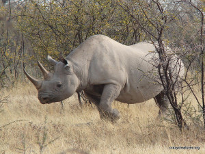 Det sorte næsehorn i Mkomazi nationalpark