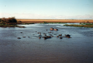 Flod heste i Manyara nationalpark