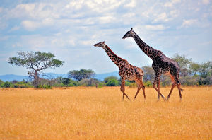Giraffer på savannen i Katavi nationalpark