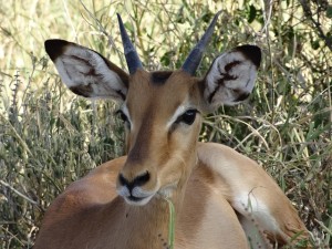 Impala i Saanane i Tanzania