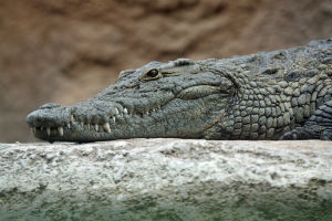 Krokodille i Tanzania i afrika