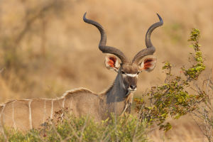 Kudu på savannen i Ruaha Nationalpark
