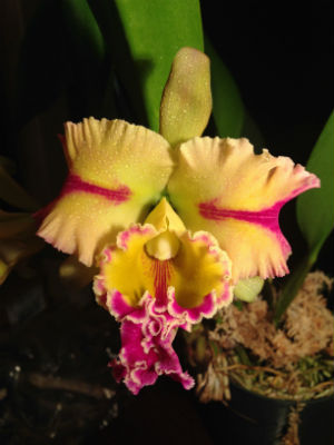 Orkidé i kitulo nationalpark i tanzania
