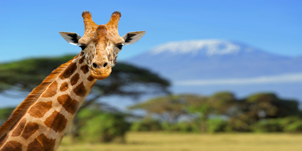 giraf kilimanjaro