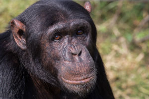 Chimpanse i Tanzania