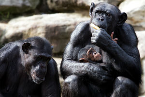 Chimpanse med unge