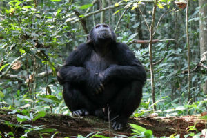 Chimpanse trekking i Tanzania