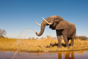 Elefant i Tanzania