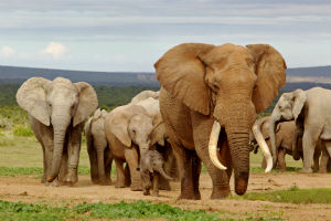 Vandring af elefanter i Selous
