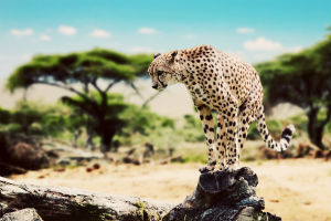 Gepard på safari i tanzania