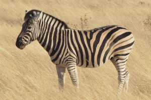 Zebra på savanne i Tanzania