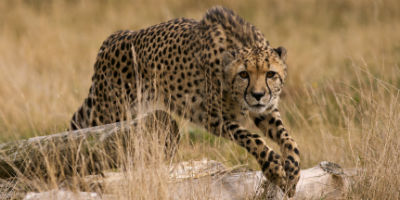 Gepard i Tanzania