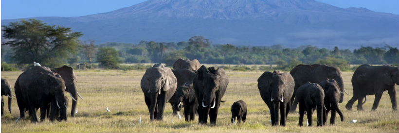kilimanjaro elefanter