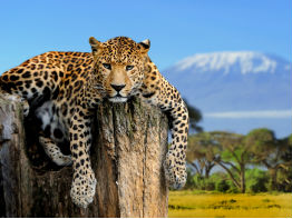 kilimanjaro leopard