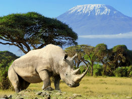 kilimanjaro næsehorn