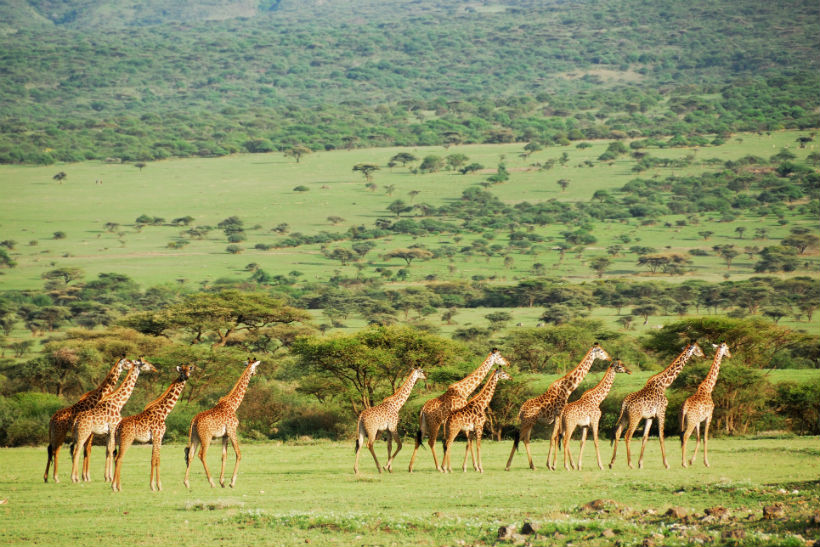 tanzania giraffer