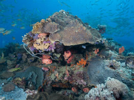 zanzibar koralrev