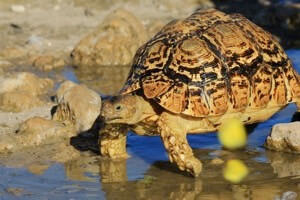 Leopard skildpadde