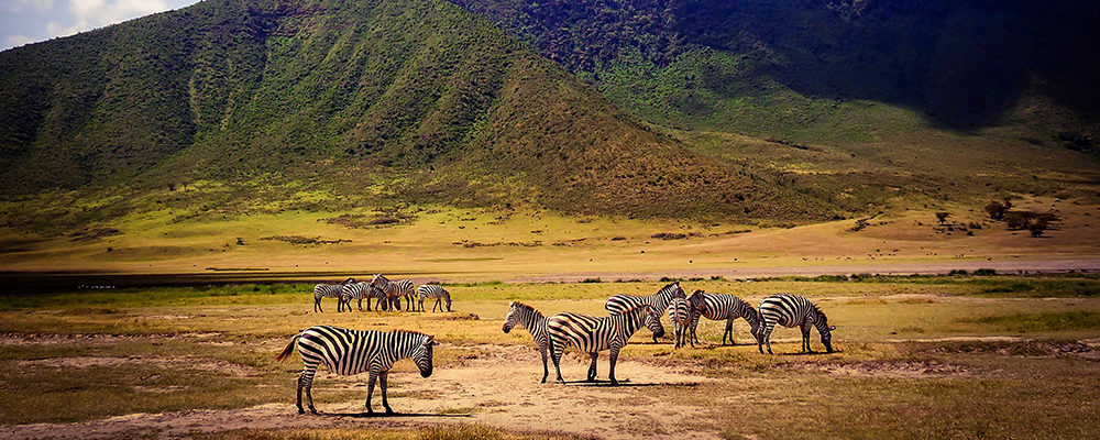 Tanzania, oplev verdens måske bedste safari-land