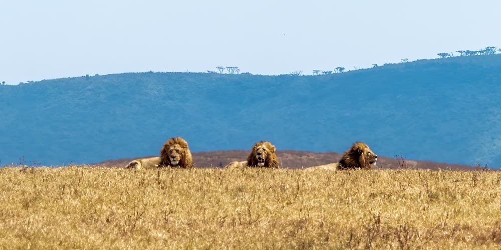 Tre løver på savannen i Tanzania