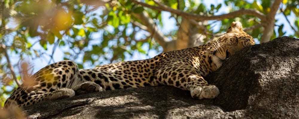Gepard sover i et træ i Tanzania