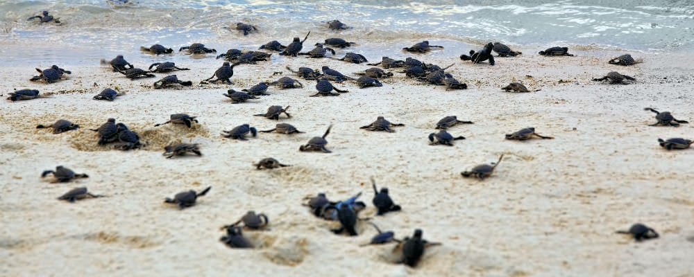 Skildpadder på stranden på Zanzibar
