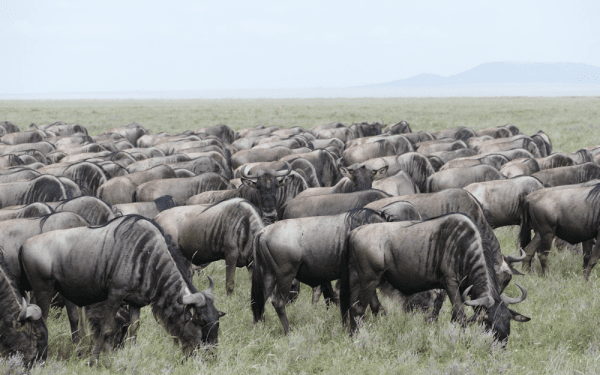 På Serengeti kan du opleve den årlige gnuvandring